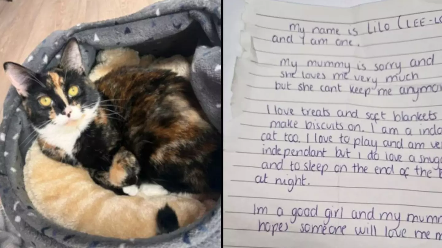 Abandoned cat left with heartbreaking note from 'sorry' owner