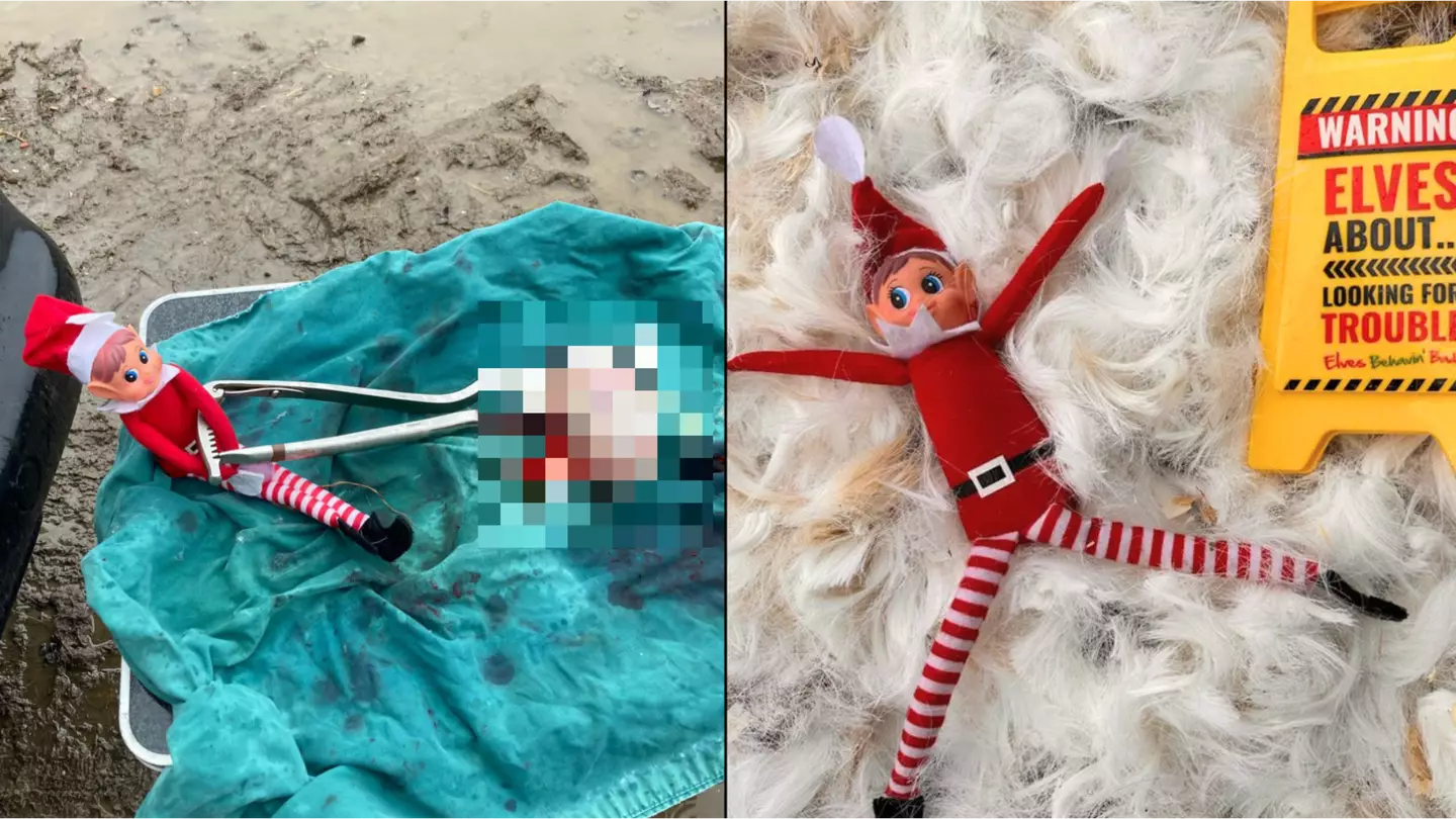 Vet goes 'too far' with freshly castrated testicle Elf on the Shelf prank