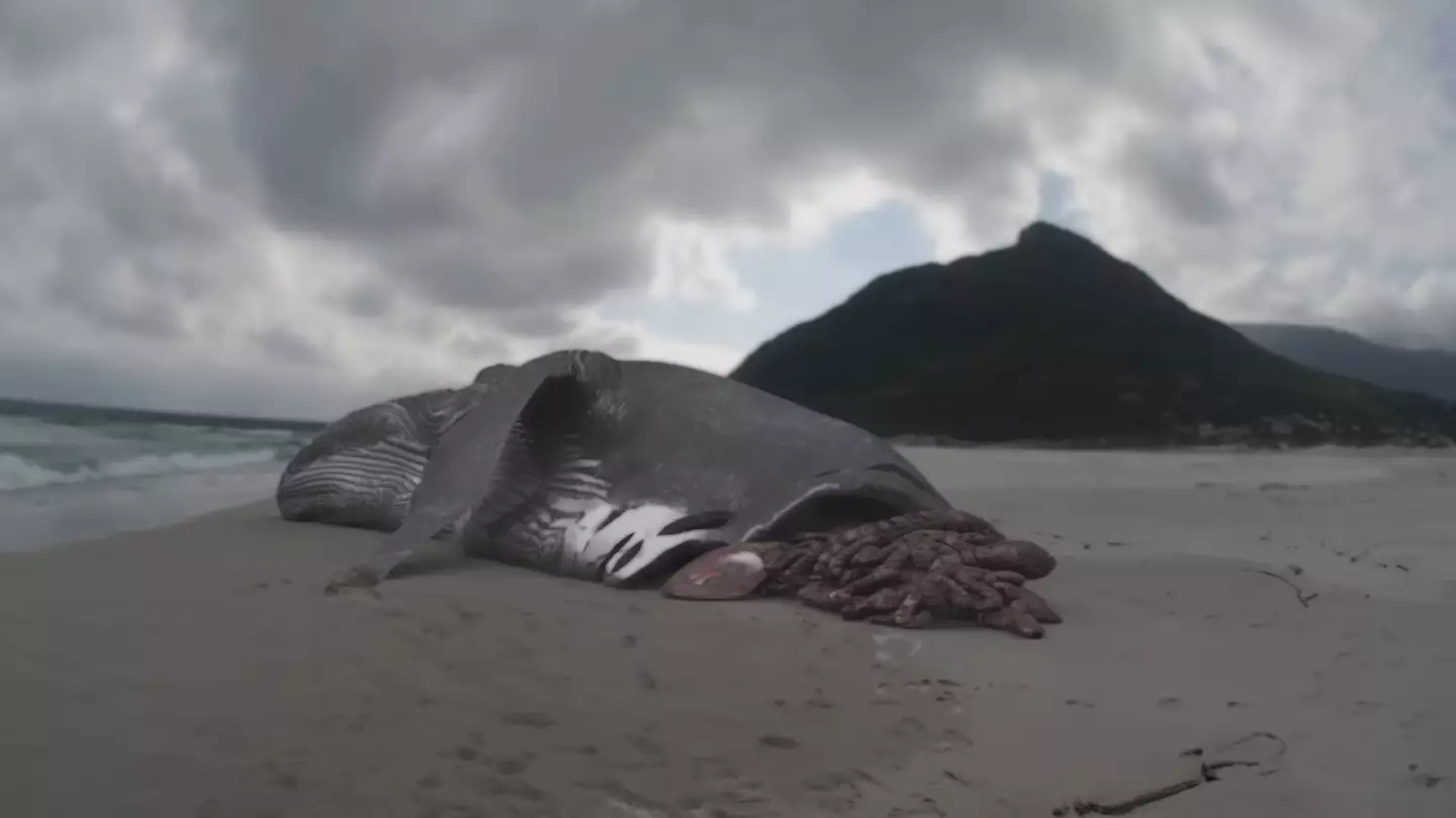 What could have done this? Surely not a giant shark that's been extinct for millions of years? (YouTube/Discovery)