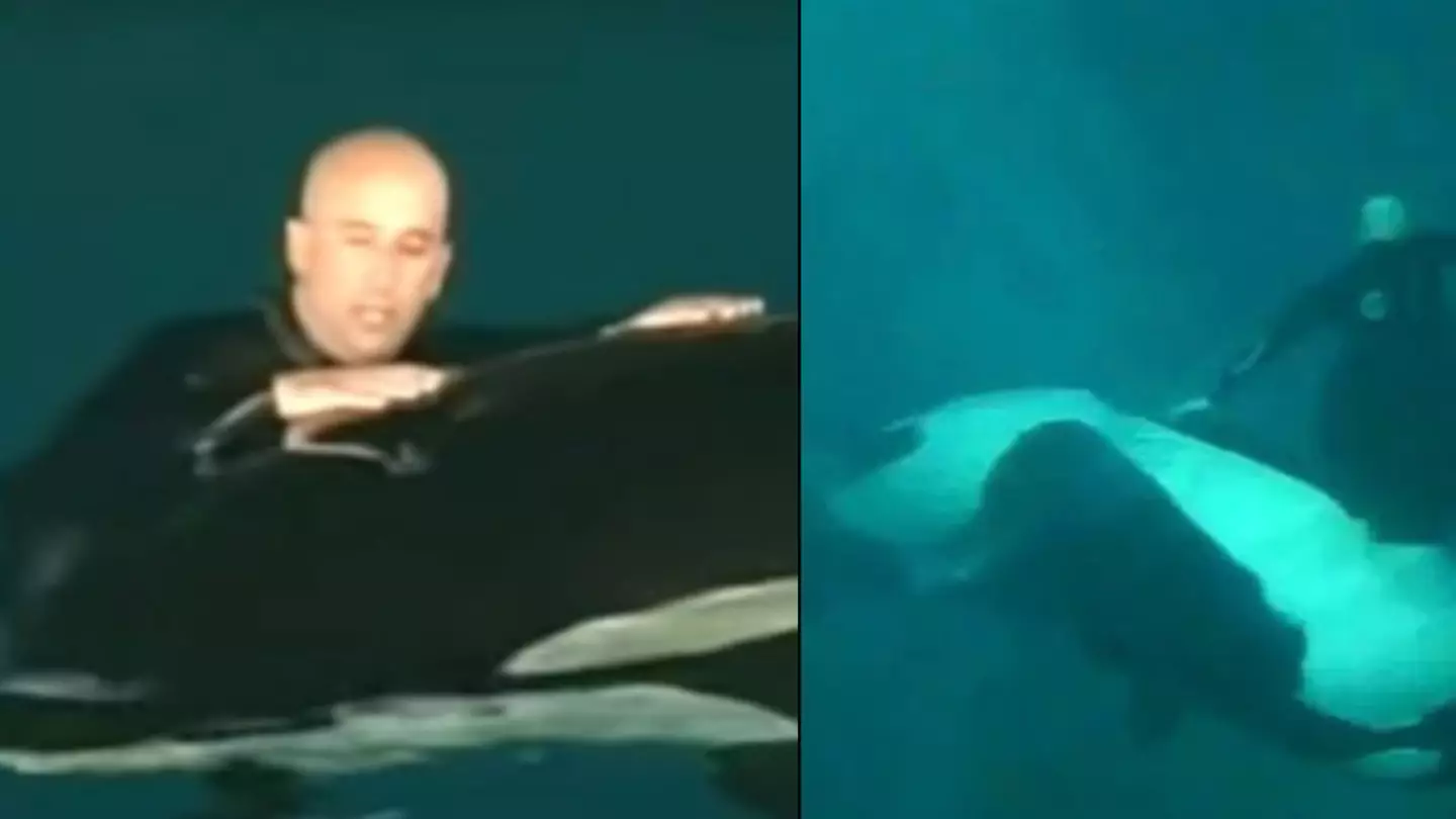 SeaWorld trainer survived a killer whale attack in extraordinary footage