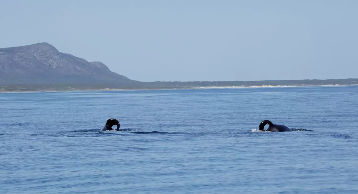 Port and Starboard, the orcas terrorising sea life in South Africa.