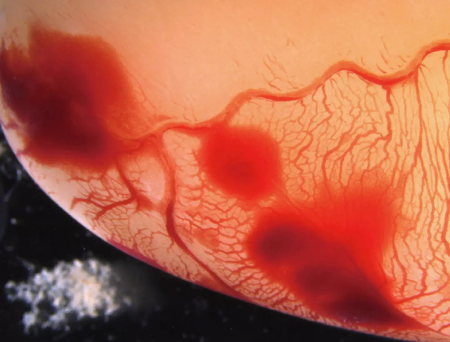 The system mimics shark amniotic fluid. (Frontiers in Fish Science)