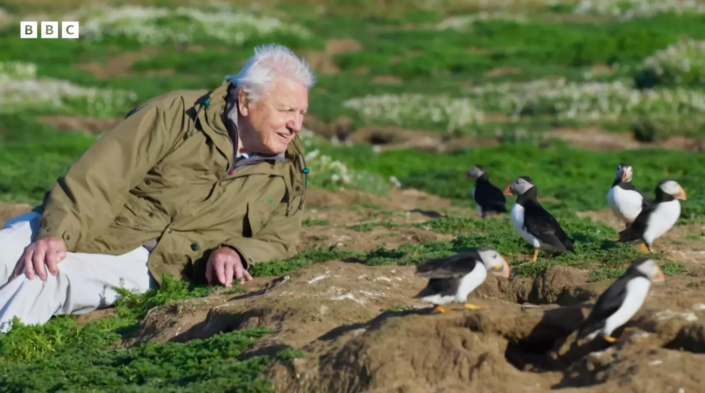 Attenborough with some lovely puffins.