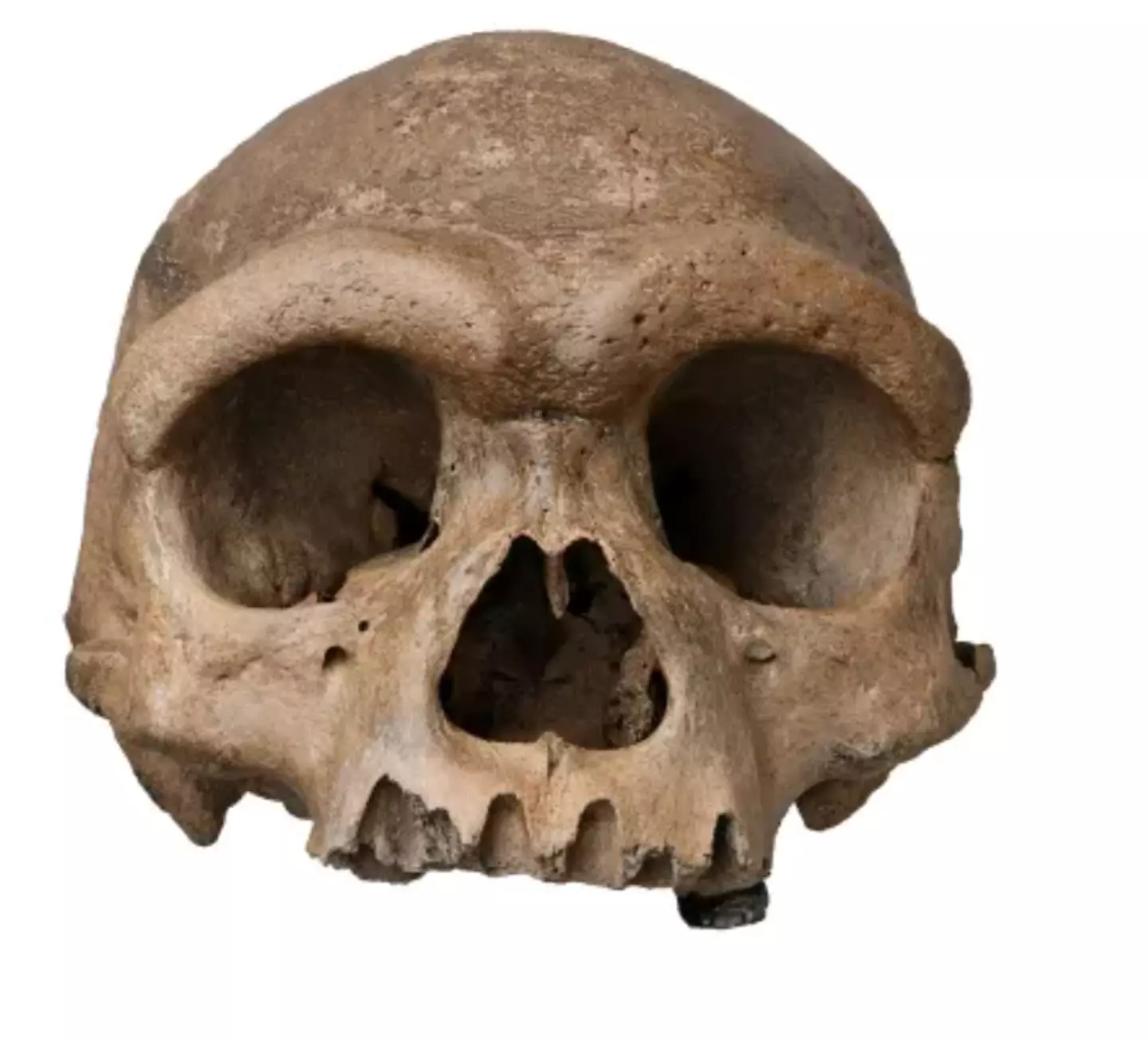 The skull of a Homo Longi (Chuang Zhao/handout/PA)
