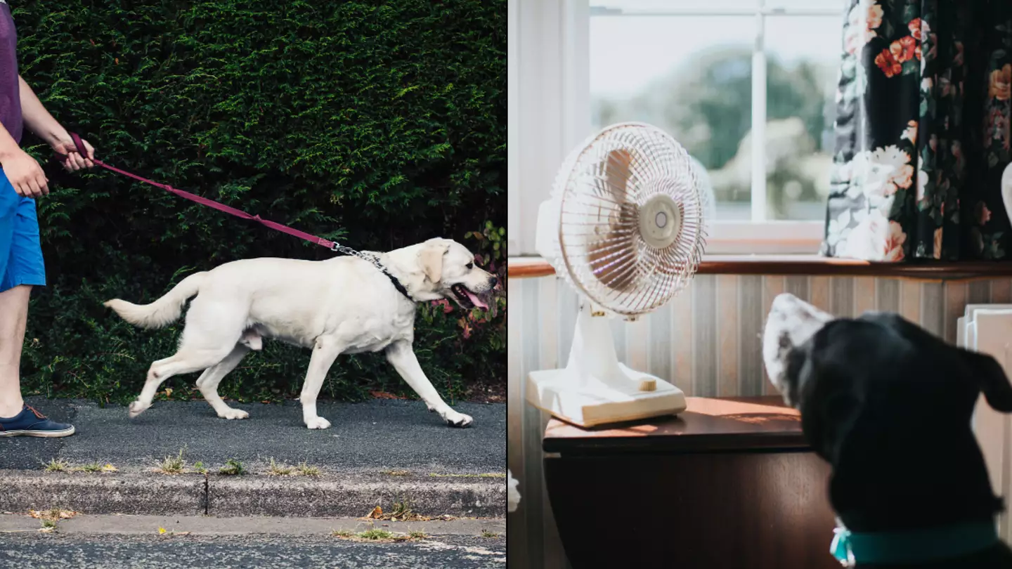 Important warning over temperature you shouldn’t walk your dog in as heatwave is set to hit the UK