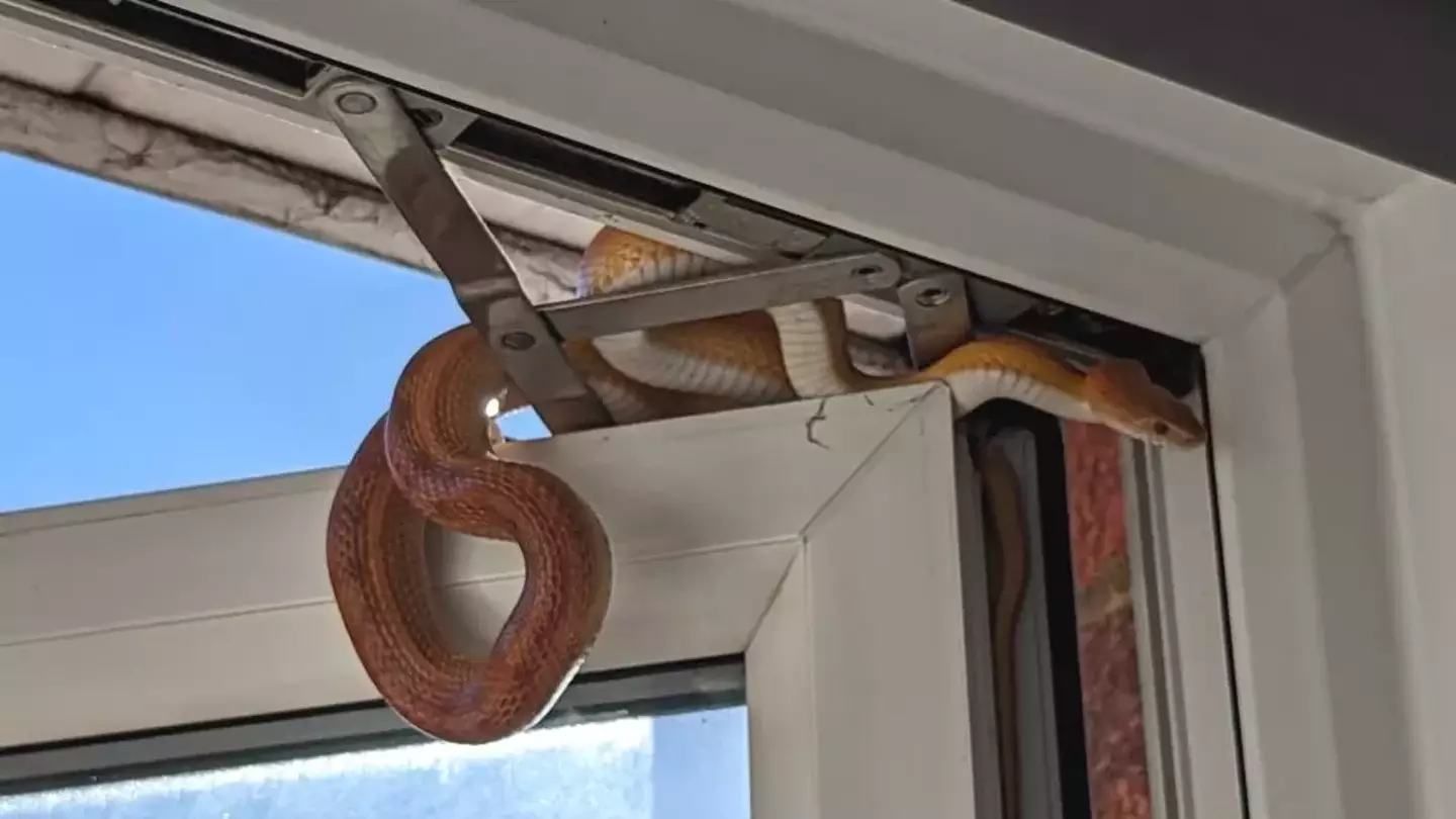 The snake was hiding in the window pane.