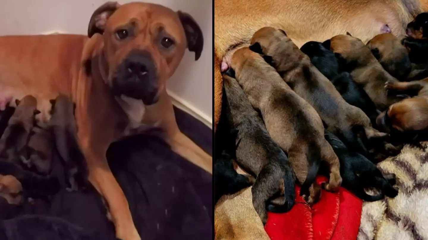 Staffy sets Australian record after giving birth to 22 puppies