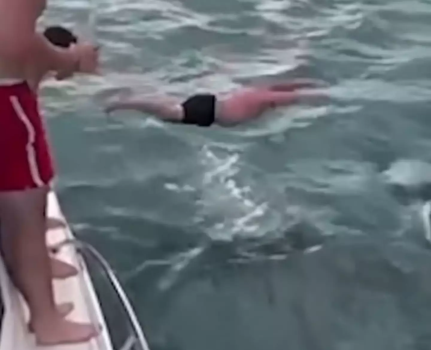 He was caught after footage of him jumping into the water made it onto social media. (Instagram/docgovtnz)