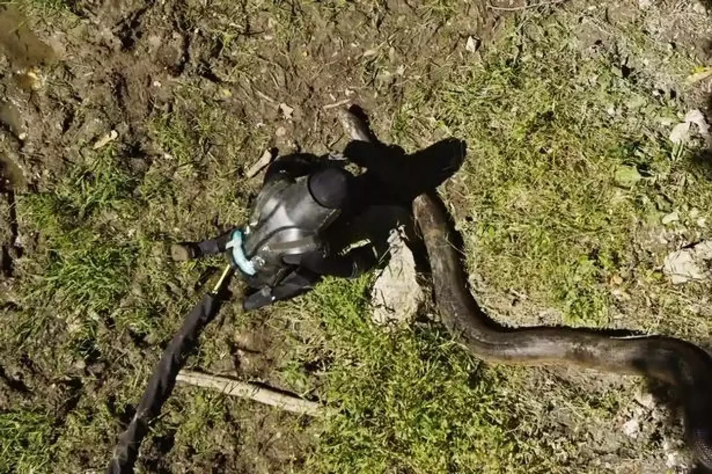 Rosolie approached the green anaconda on all fours (Discovery Channel)