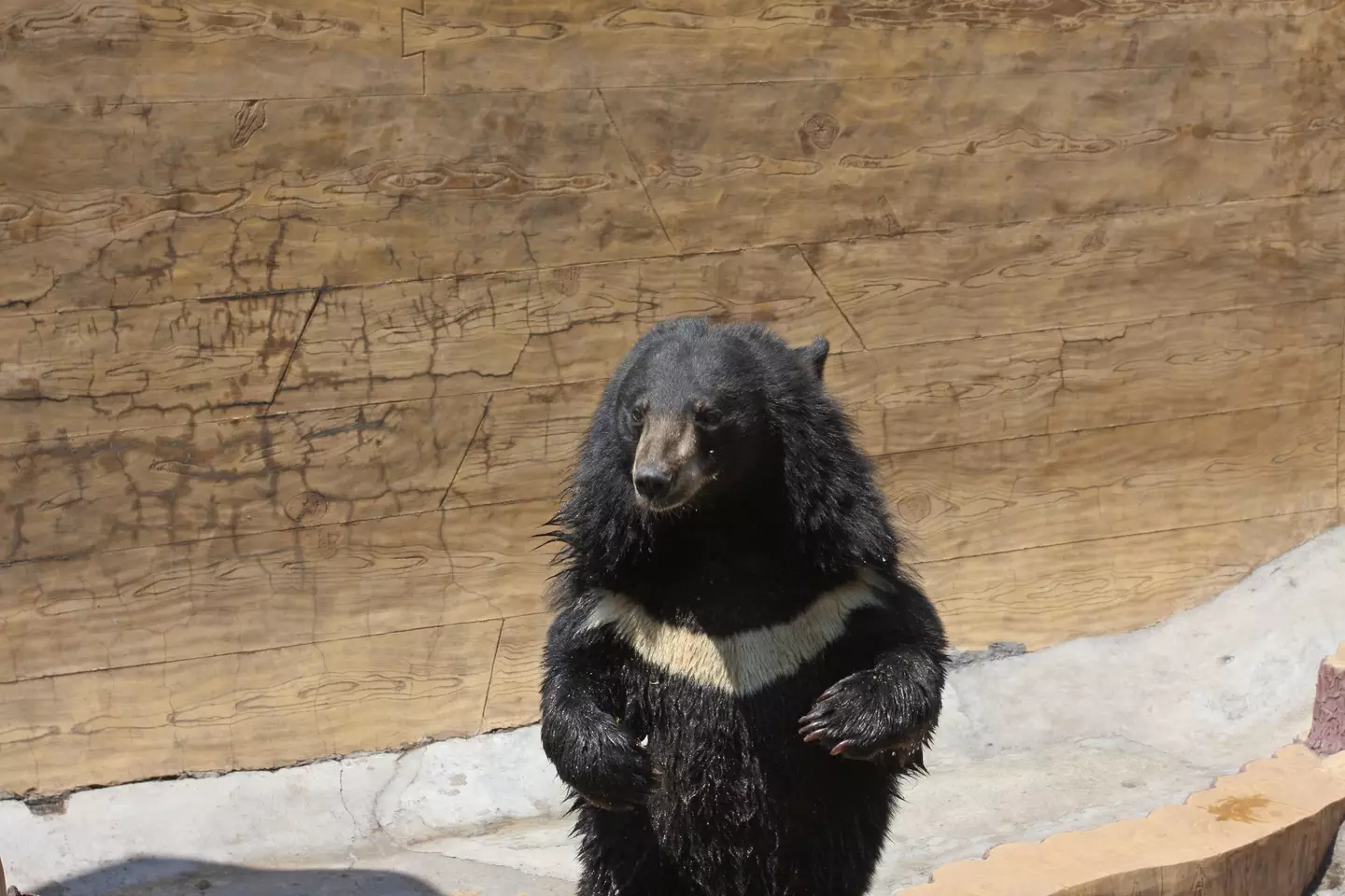 The bear was moved to an animal sanctuary.