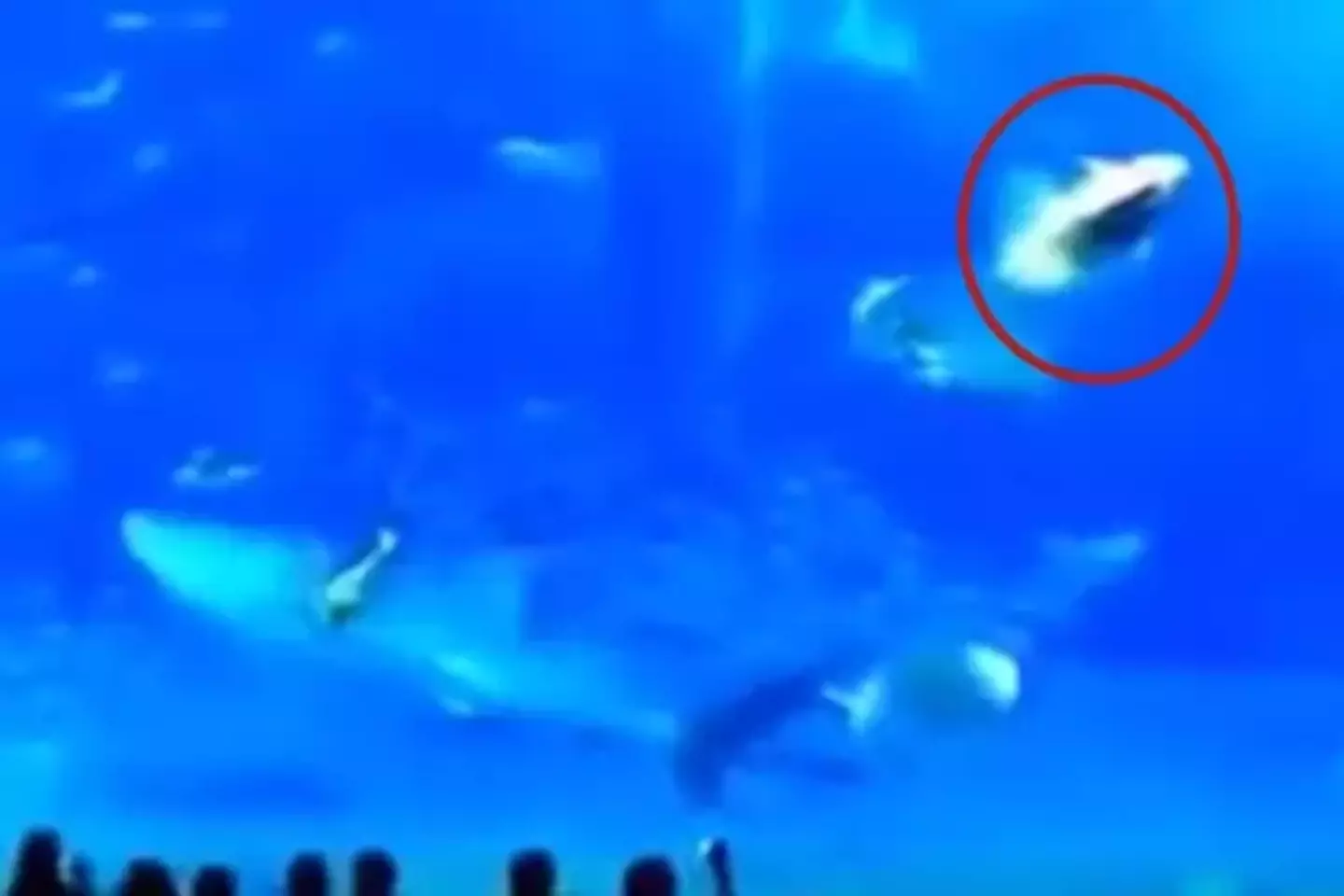 An unsettling video of a fish 'killing itself' after being startled by camera flash has resurfaced on social media.