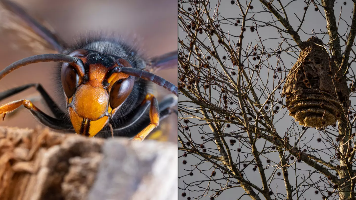 What to do if you are stung by Asian Hornet as UK put on alert