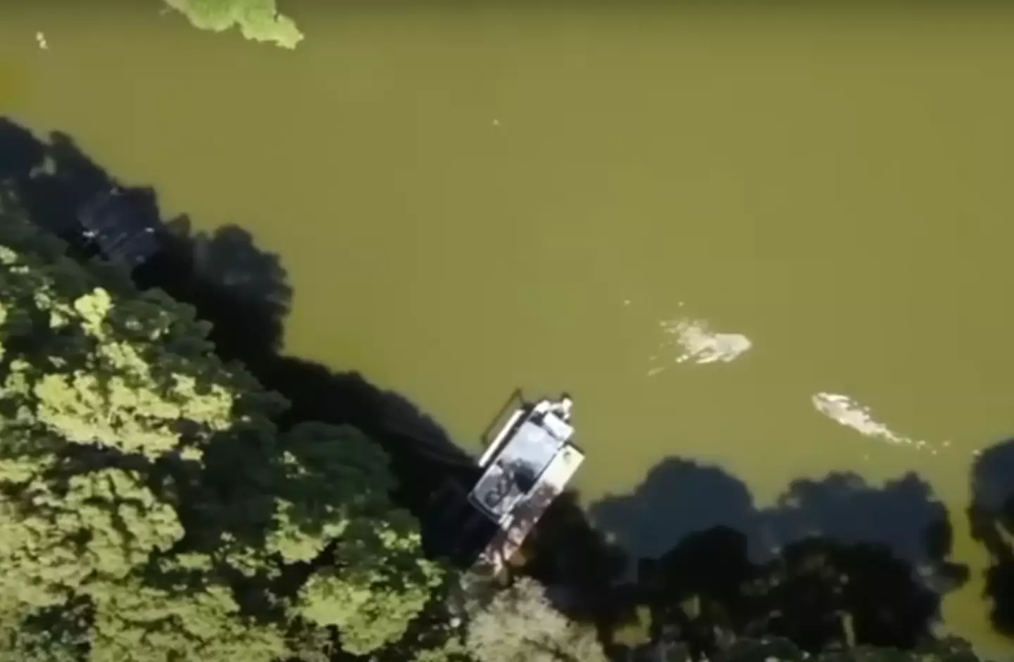 The gator can be seen swimming directly to La Verde. Youtube/ABC7