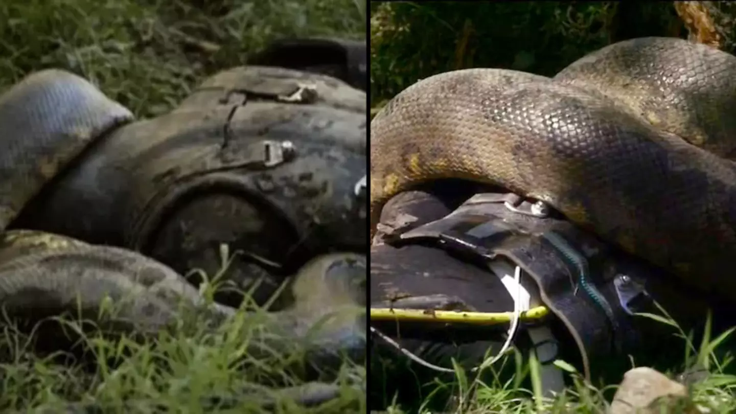 Man who tried to get eaten alive by snake recalls moment he was ‘inches away from ribcage exploding’