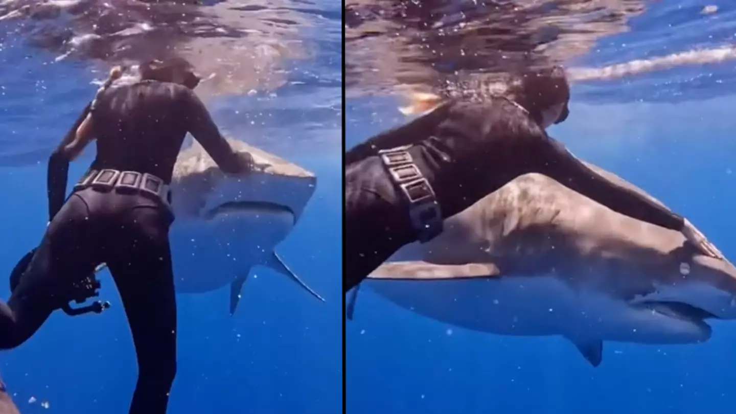 Professional diver explains how you should react if you encounter a shark