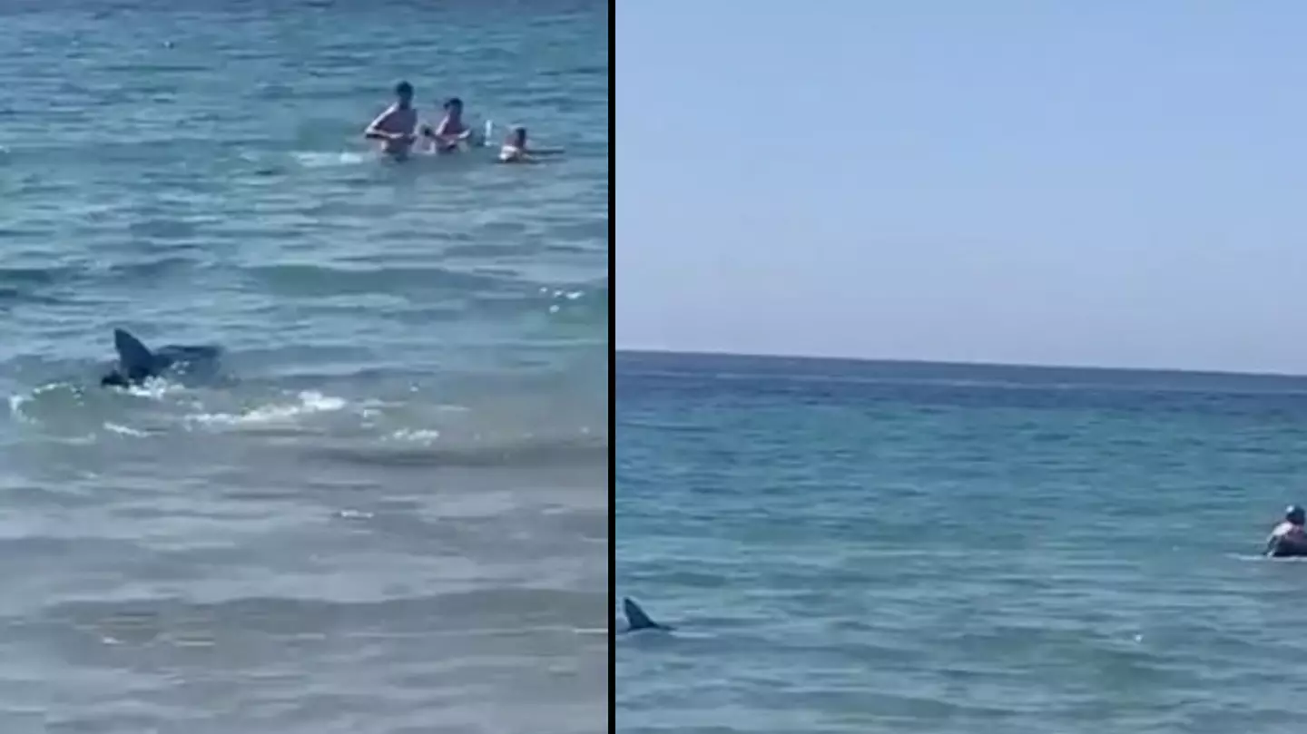 Swimmers rush to safety after shark is spotted off Spanish holiday coast