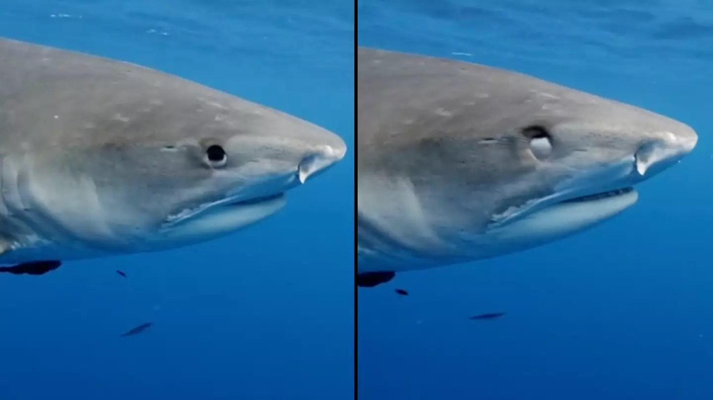 Diver debunks terrifying common misconception about why a shark’s eye turns white