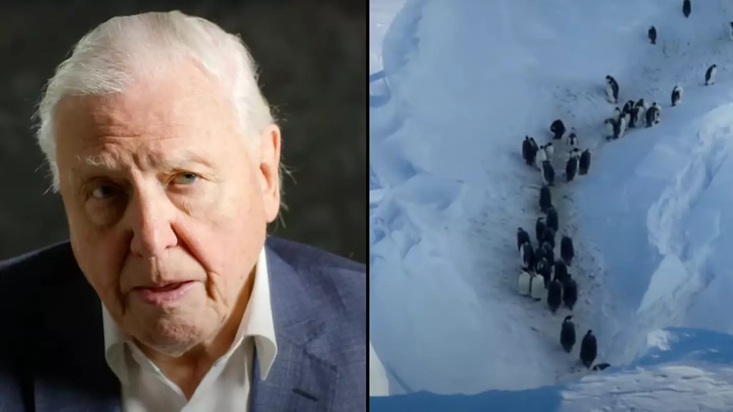David Attenborough producers actually intervened to save animals in one extremely rare case