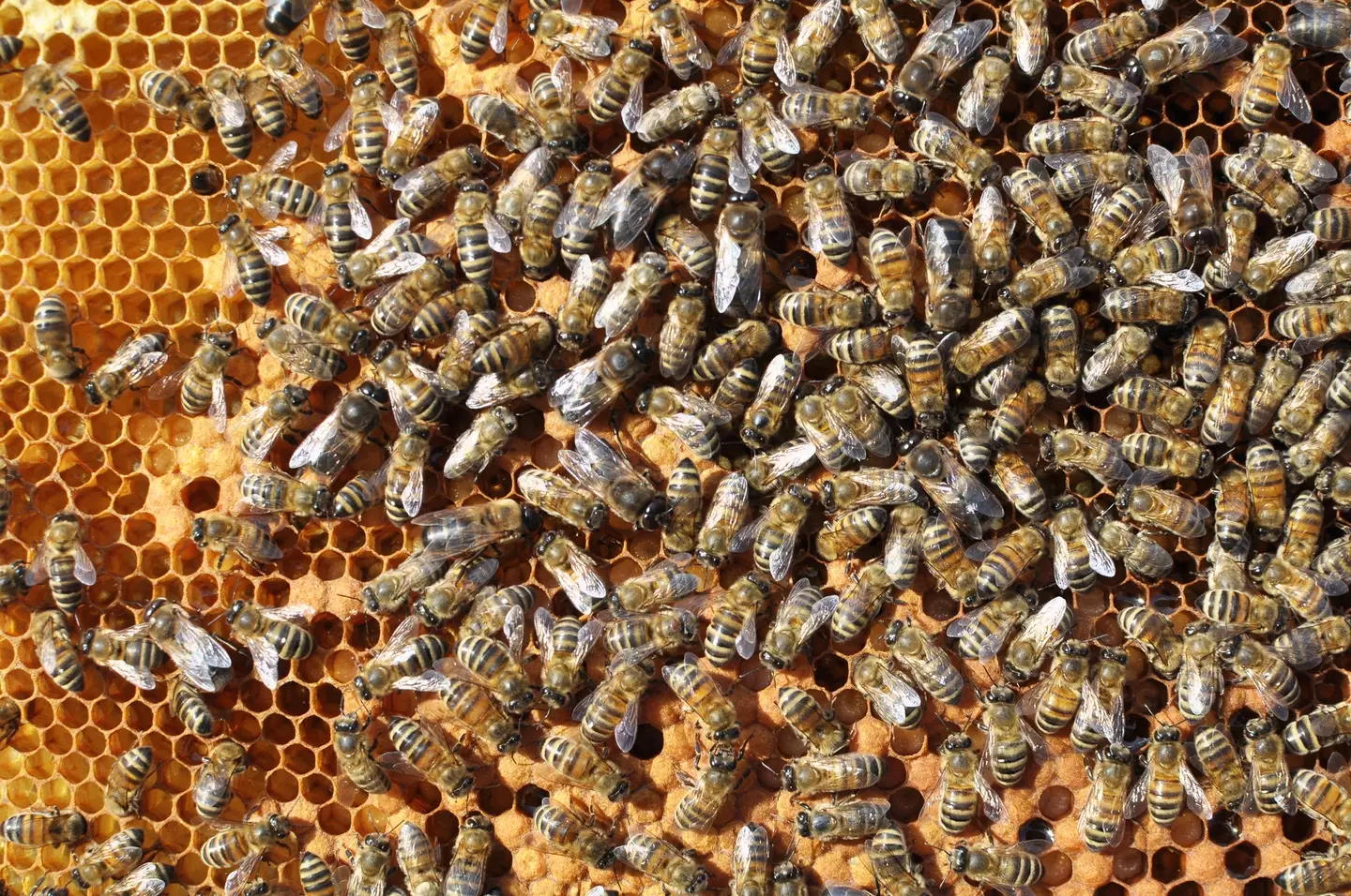 Bees can quickly take over the walls in your home, according to Ashley. (Getty Stock Photo)