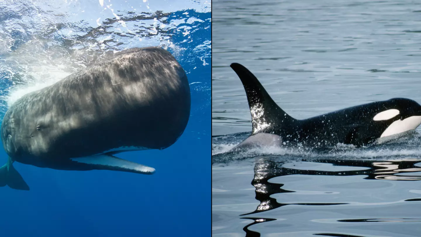 Group of sperm whales 'unleashed a poonado' to defend themselves against orca attack
