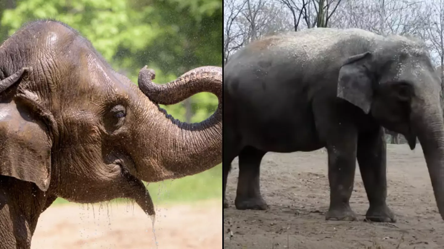 Elephant dies at zoo after her herd became agitated from a dog running loose