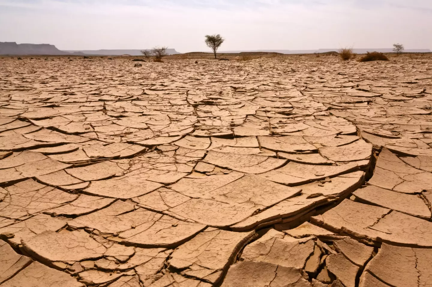 تشققت الأرض بسبب درجات الحرارة المرتفعة (Getty Stock Images)