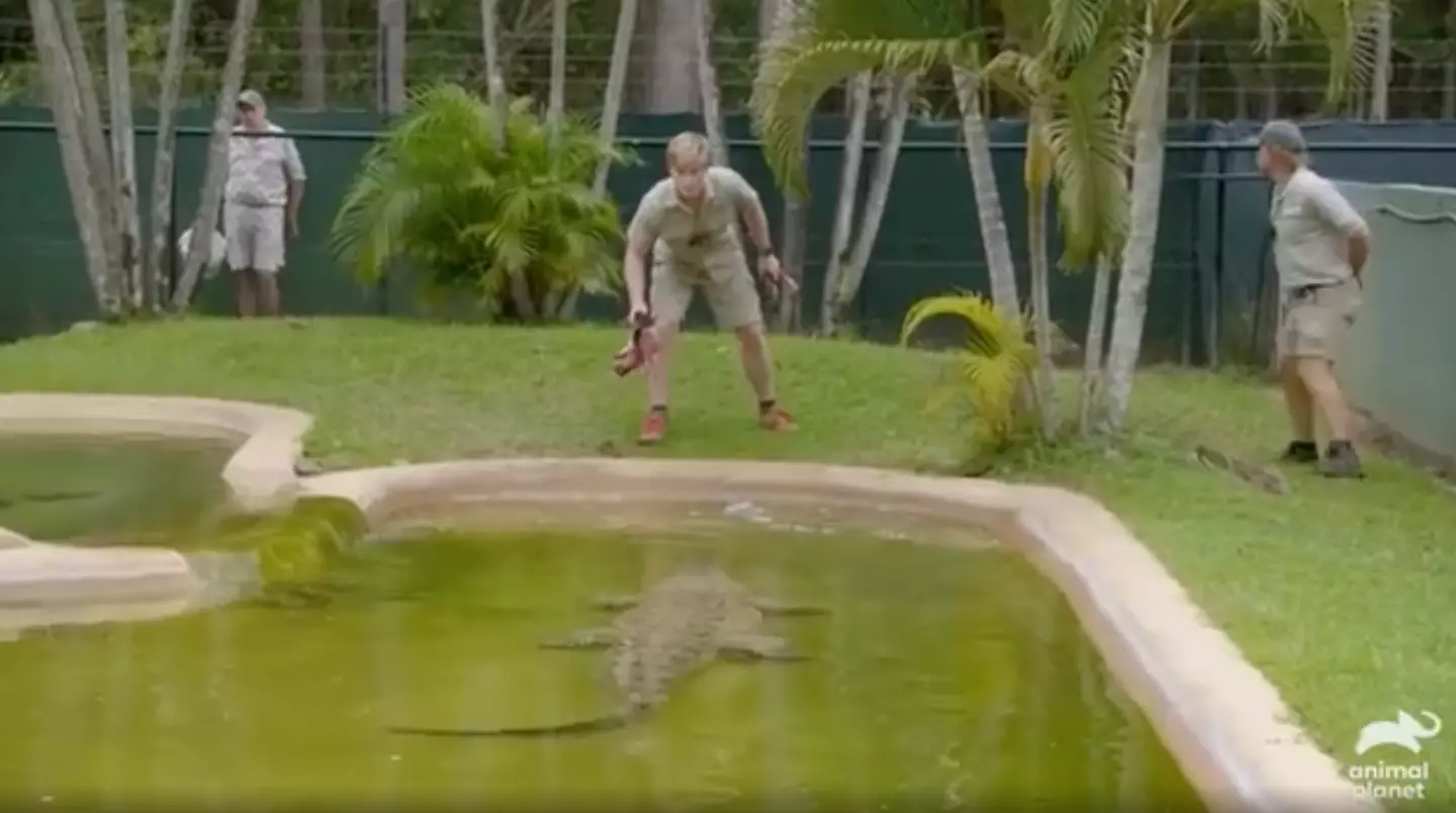 Robert Irwin was forced to bail when attempting to feed Casper, a saltwater crocodile.