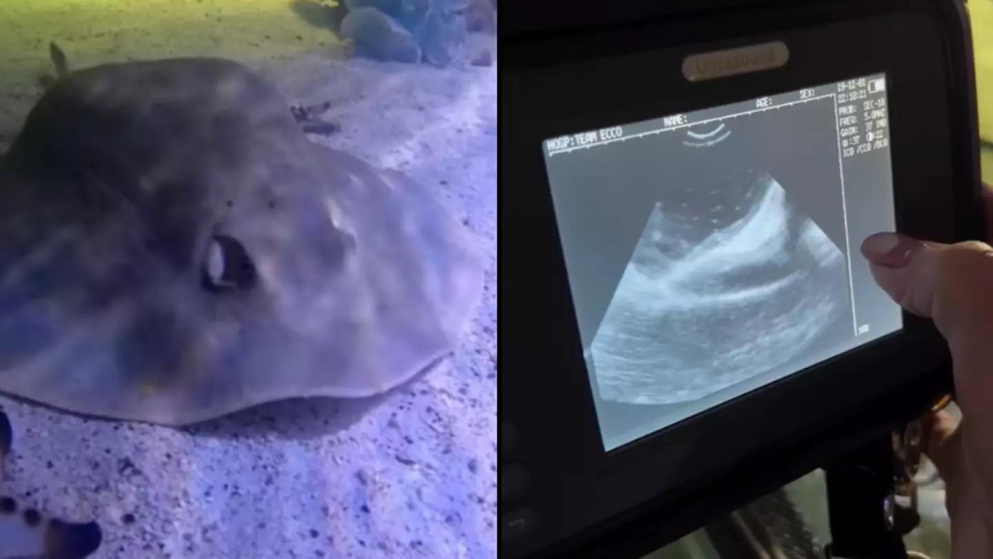 Officials issue ‘truly sad’ update on Charlotte the virgin stingray that got pregnant by herself