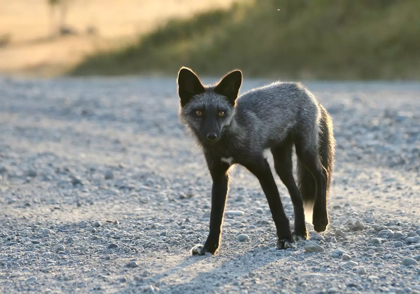 Black foxes are also known as silver foxes.