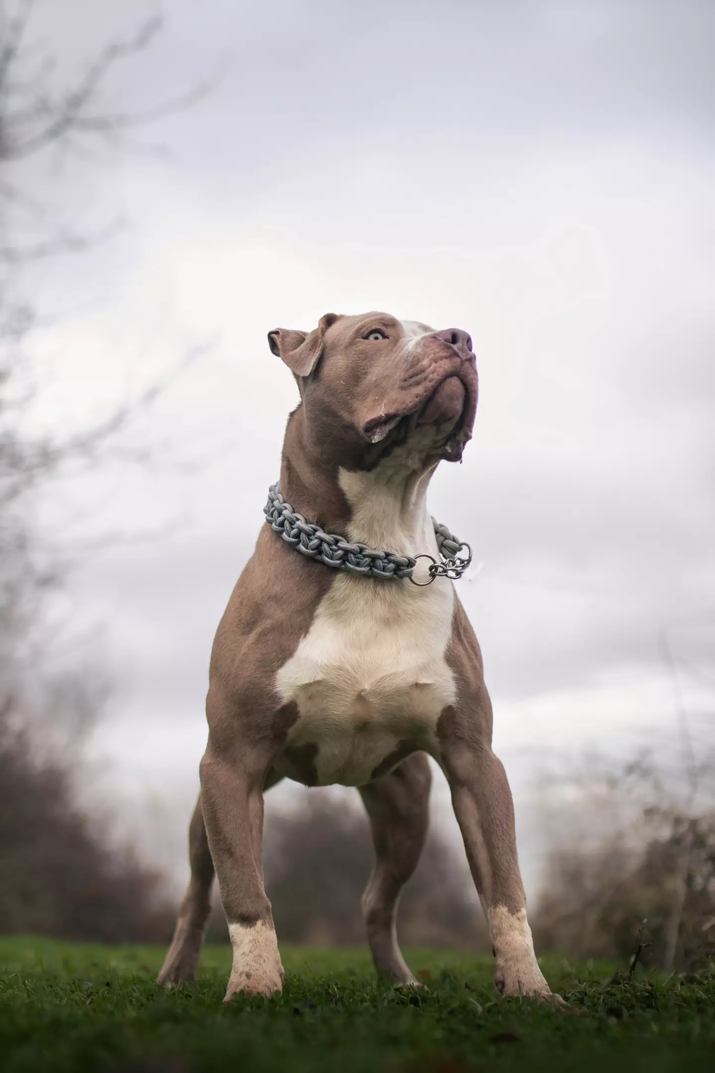 The XL Bully is now an officially banned dog breed.
