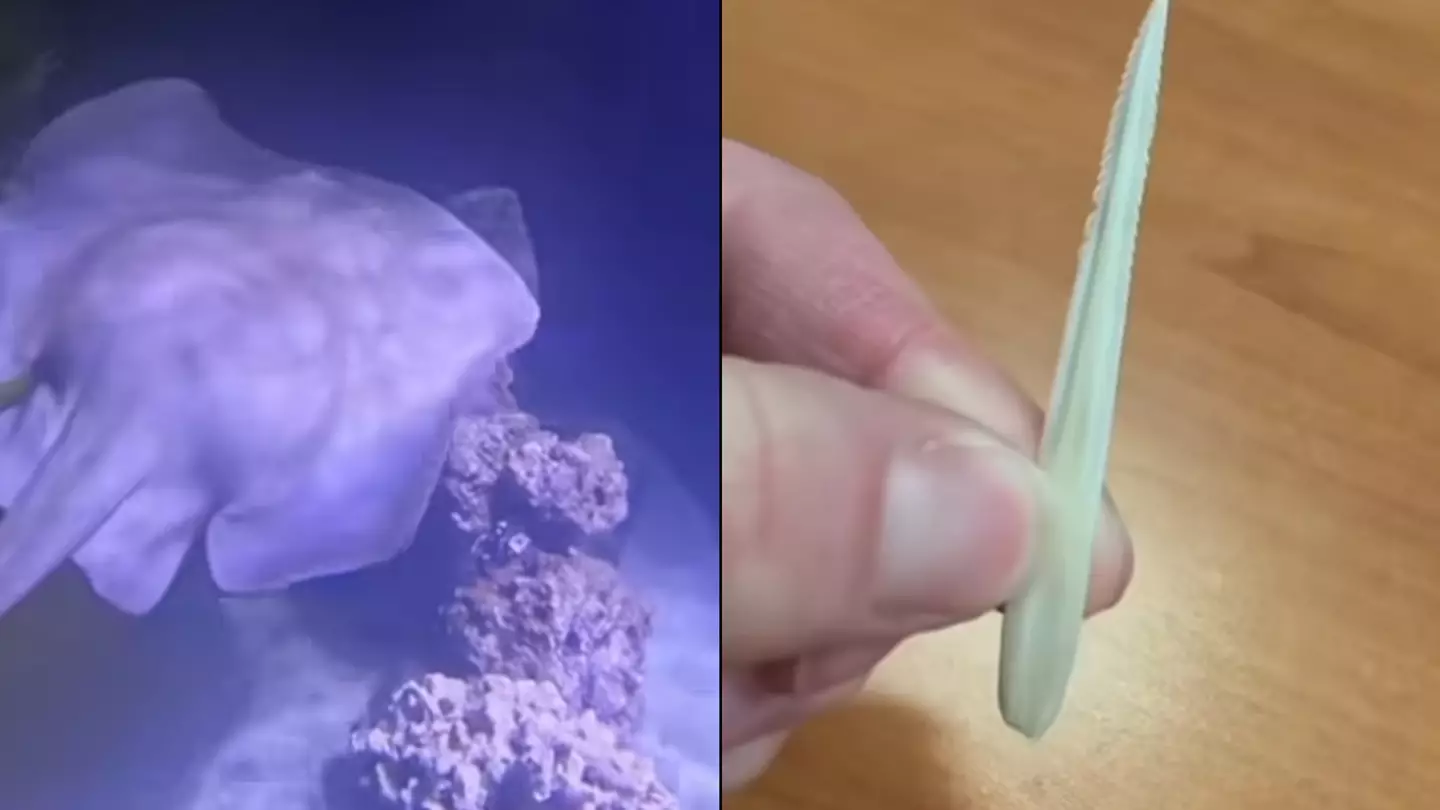 Virgin stingray that got pregnant by herself is experiencing a new change on her body