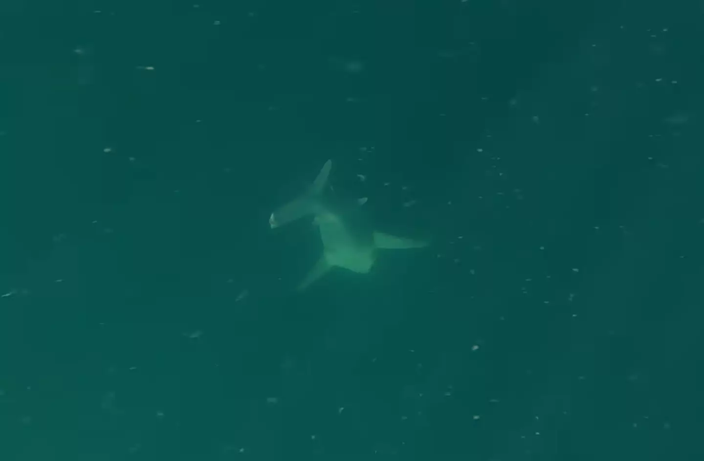 Along with the fish there was also a shark with a chunk missing, what did that I wonder? (Youtube/AnglerUp with Brant)