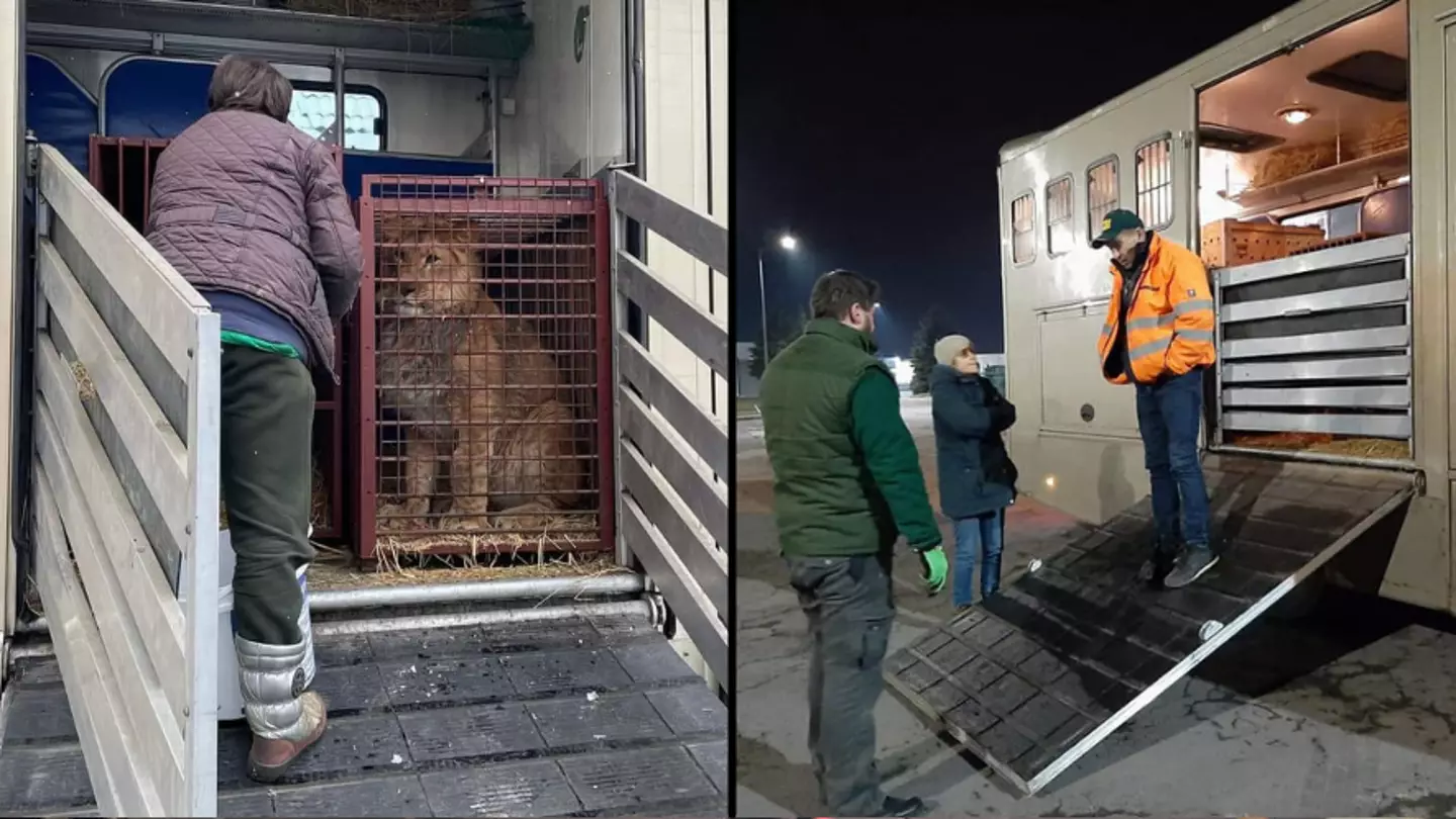Animals Evacuated From Ukraine To Polish Zoo Arrive After Being Surrounded By Russian Tanks