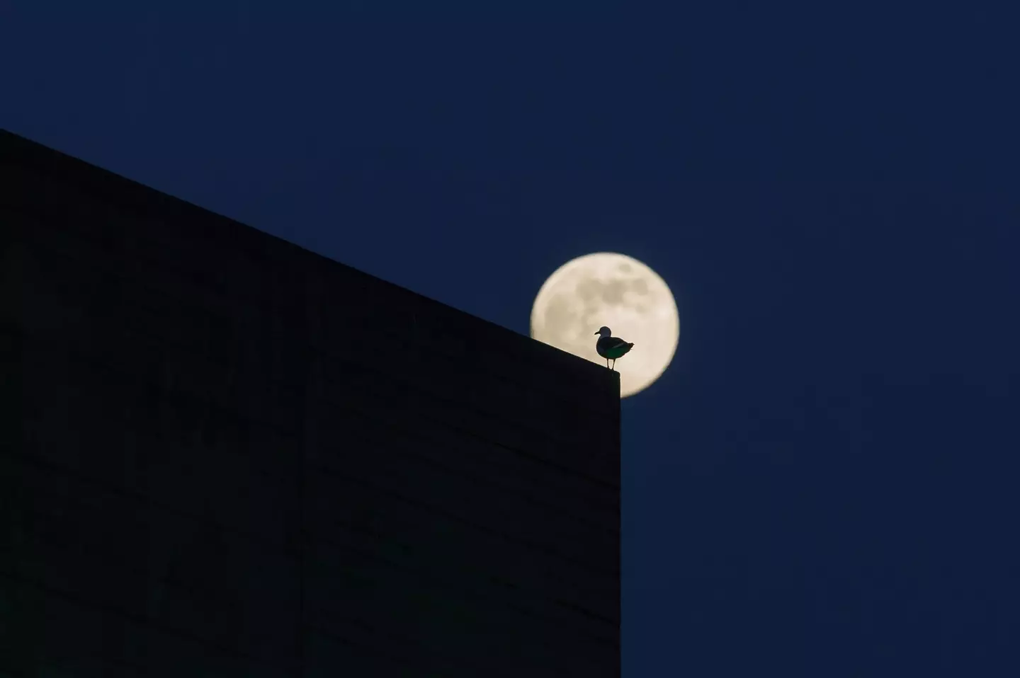 A Flower Moon is May's full Moon. (Wiktor Szymanowicz/Future Publishing via Getty Images)