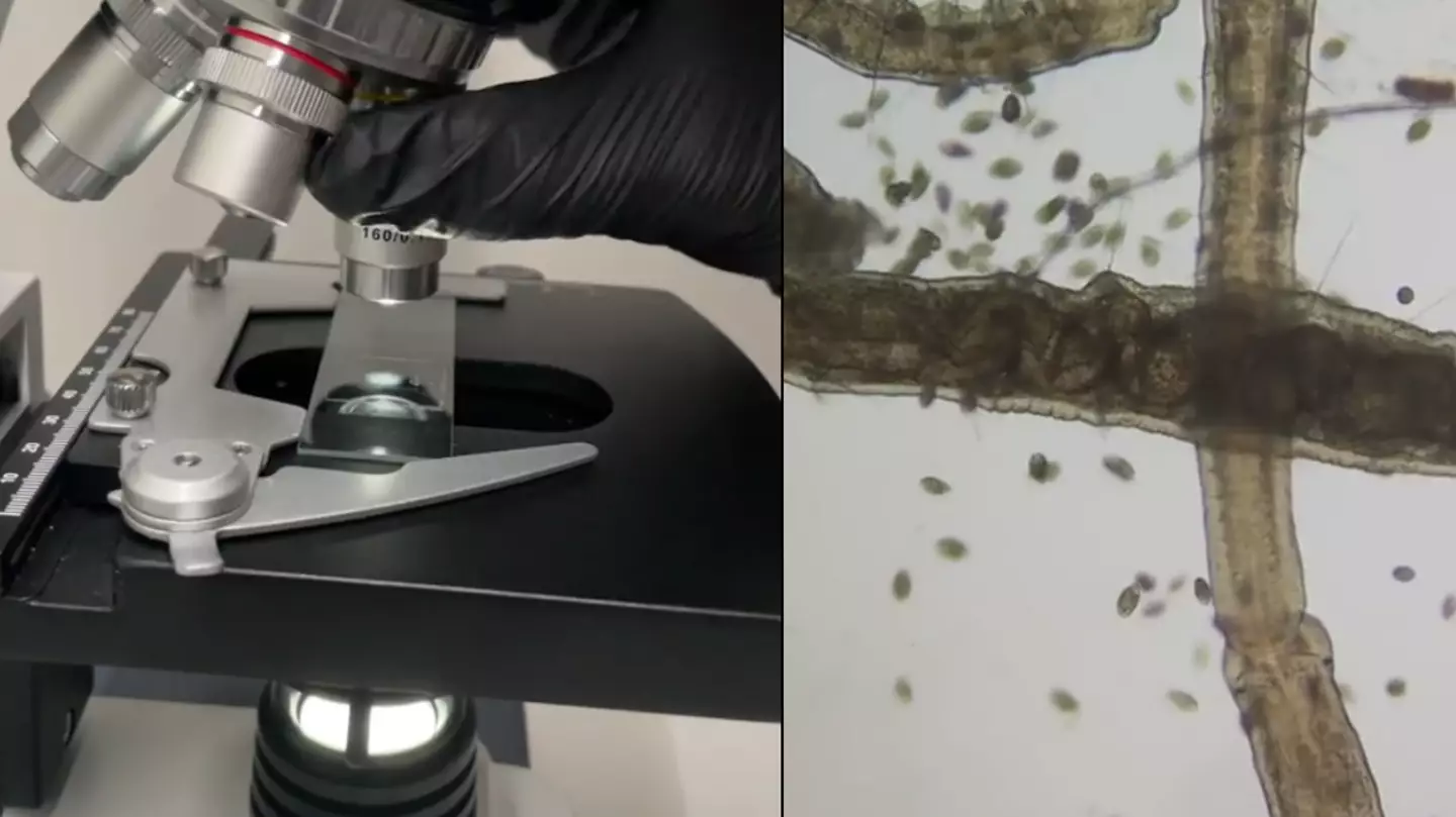 People vow to 'never drink again' after seeing tap water under a microscope