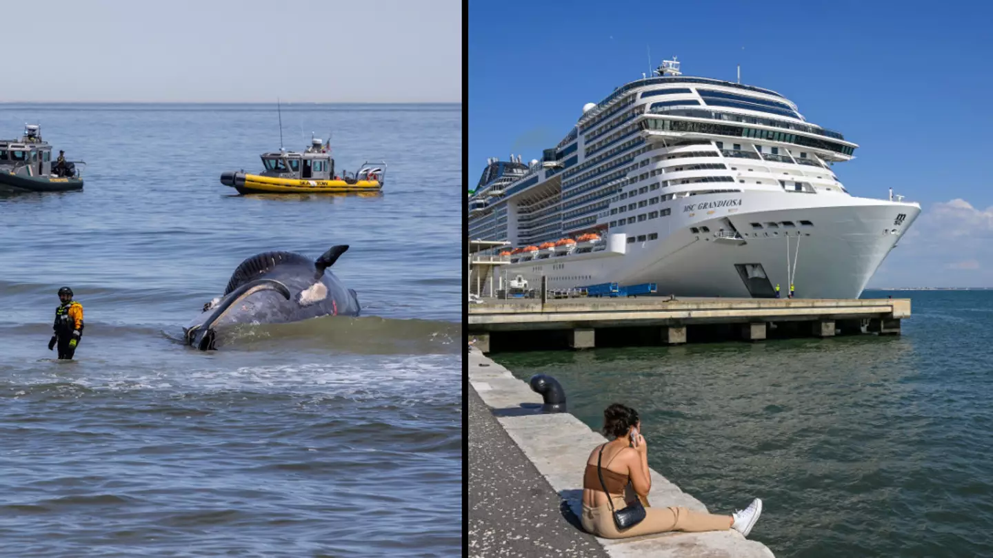Cruise ship incident investigated after arriving in New York City with dead whale on its bow