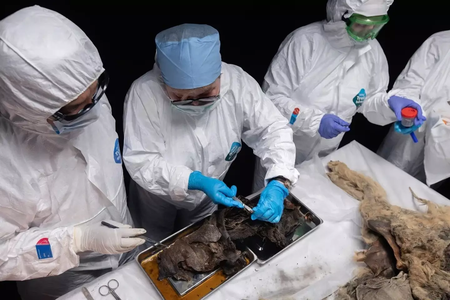 Samples were taken from all its organs (North-Eastern Federal University)