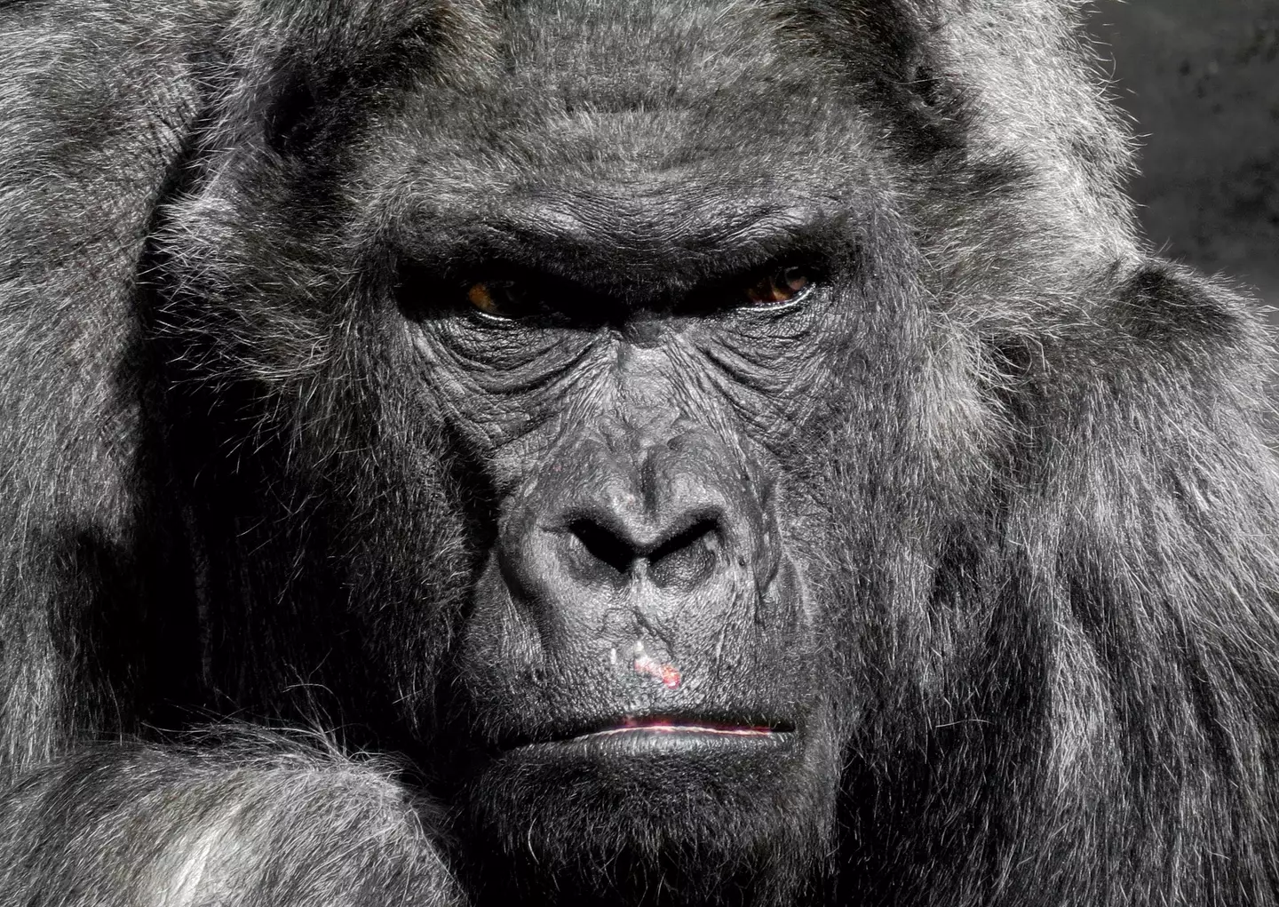 Gorillas don't react well to eye contact. (Pexels)