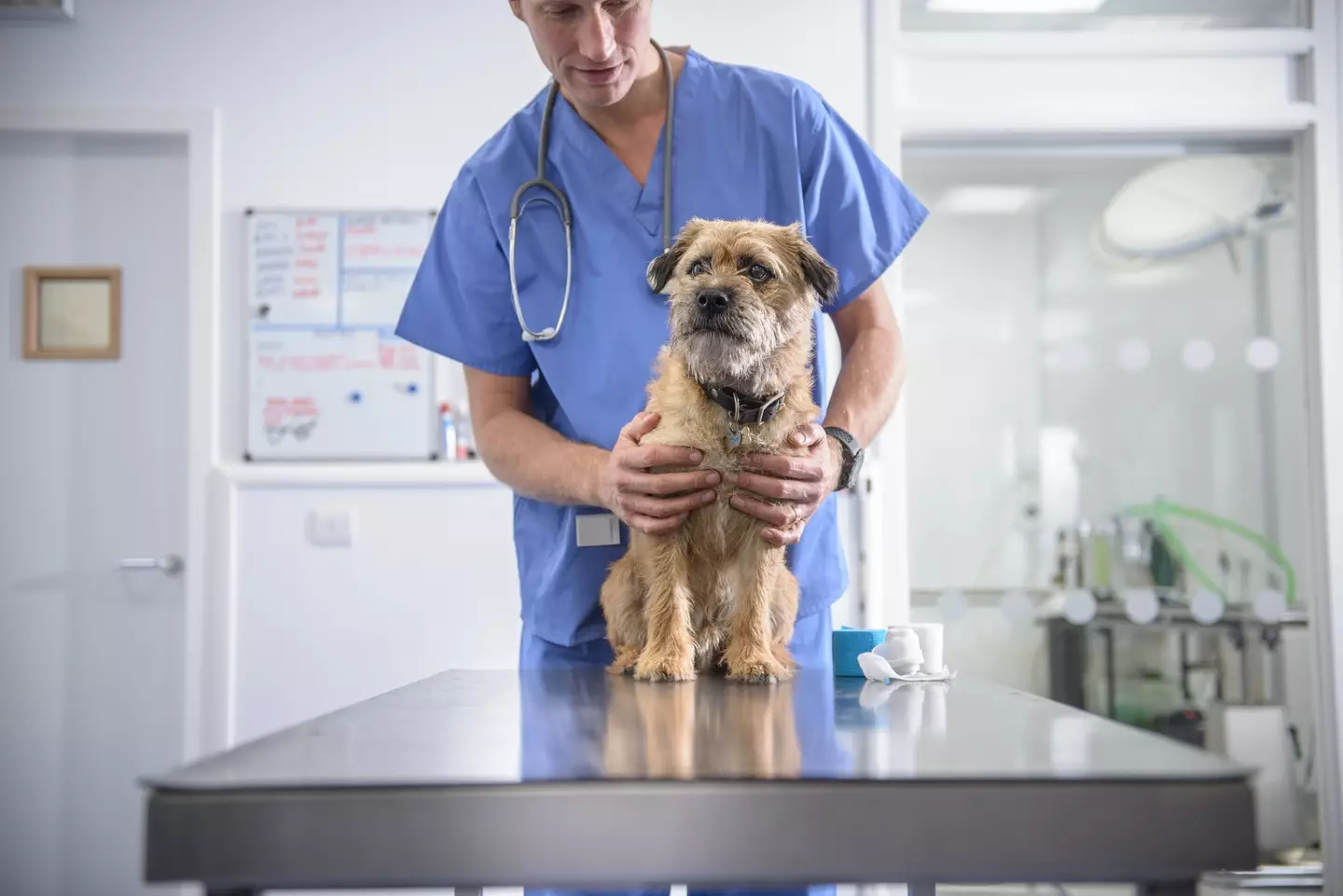 Taking your pet to the vet can sometimes cost a lot more than expected. (Getty Stock Photo)