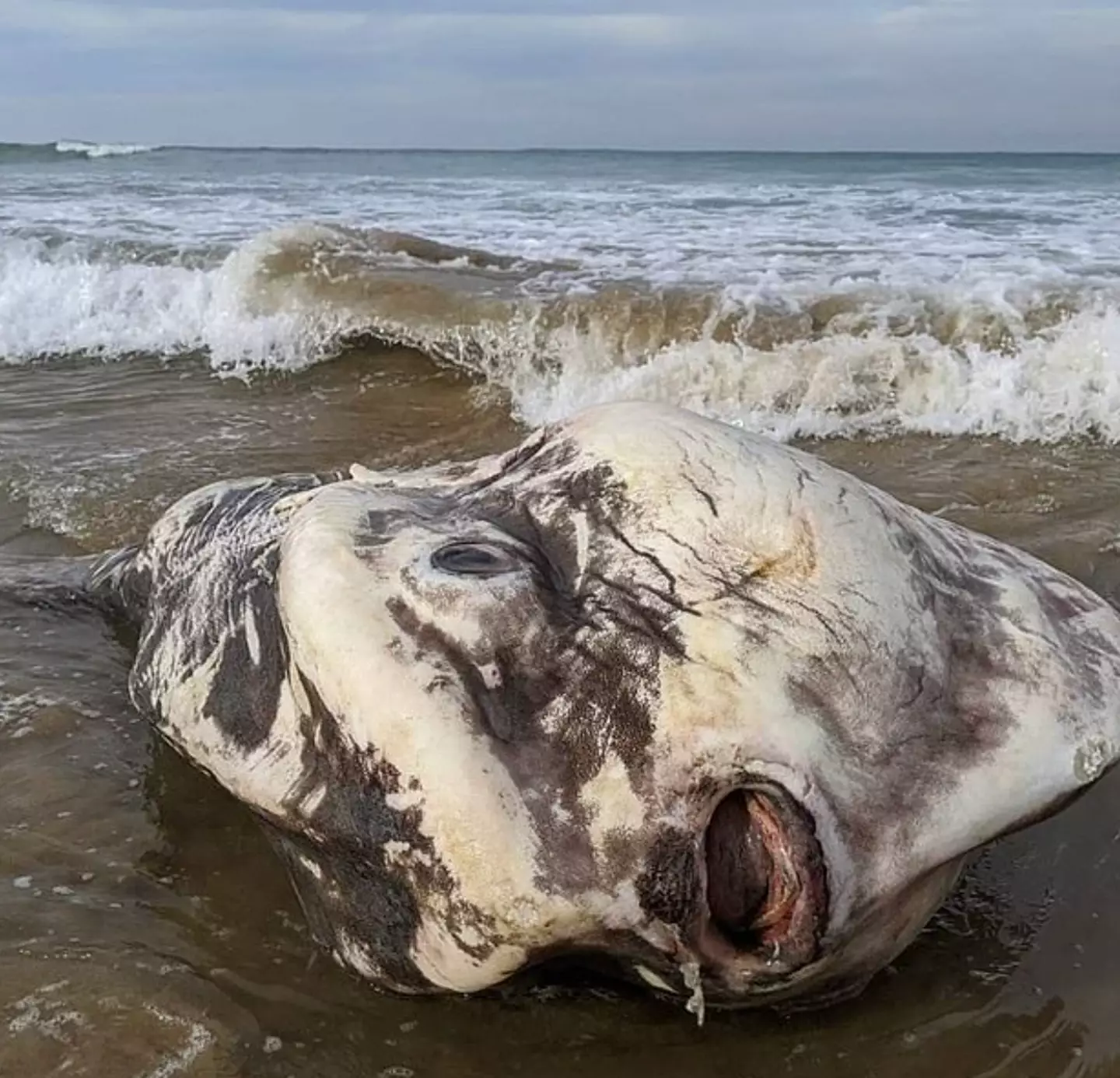 The giant fish was found on a beach in Australia.