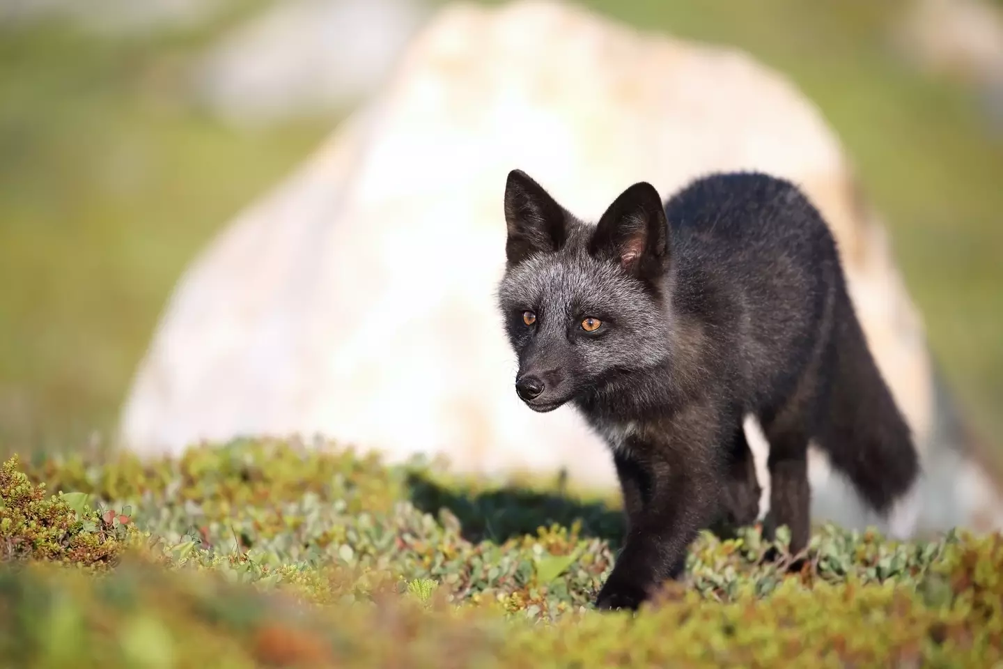 Could the black fox explain the big cat sightings in the UK?