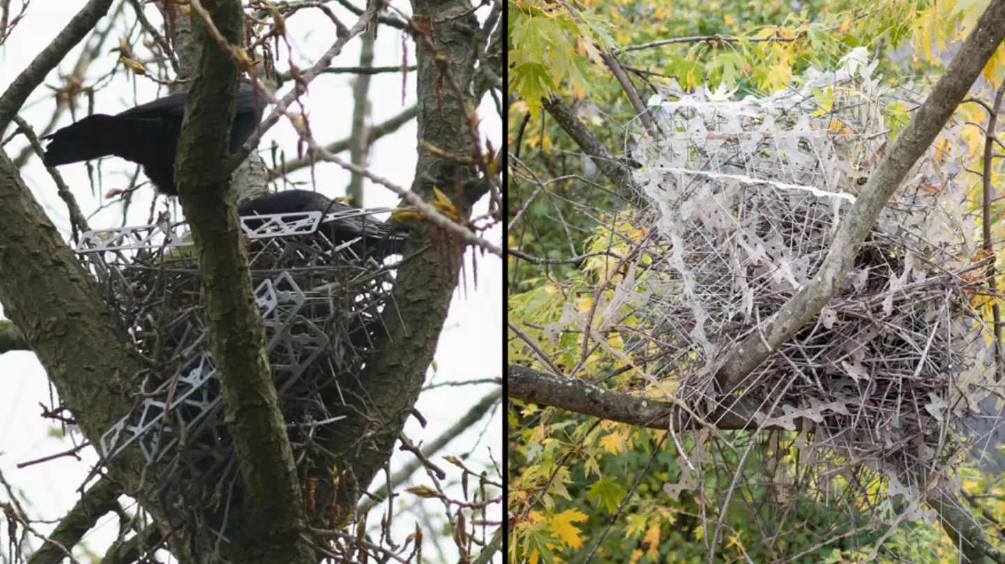 Genius birds are using anti-bird spikes to create their nests