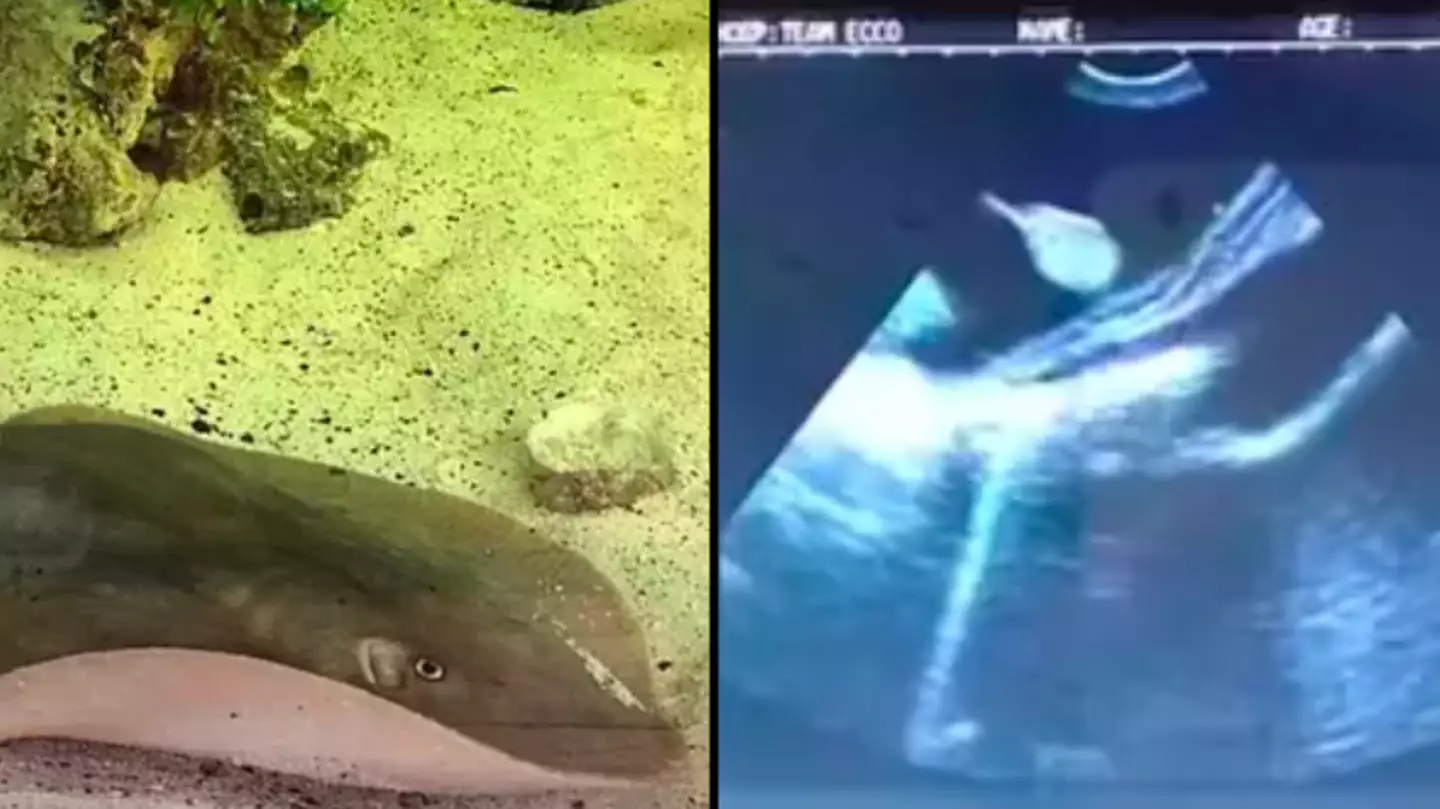What happens next as stingray sparks concern after getting pregnant with no mates in her tank