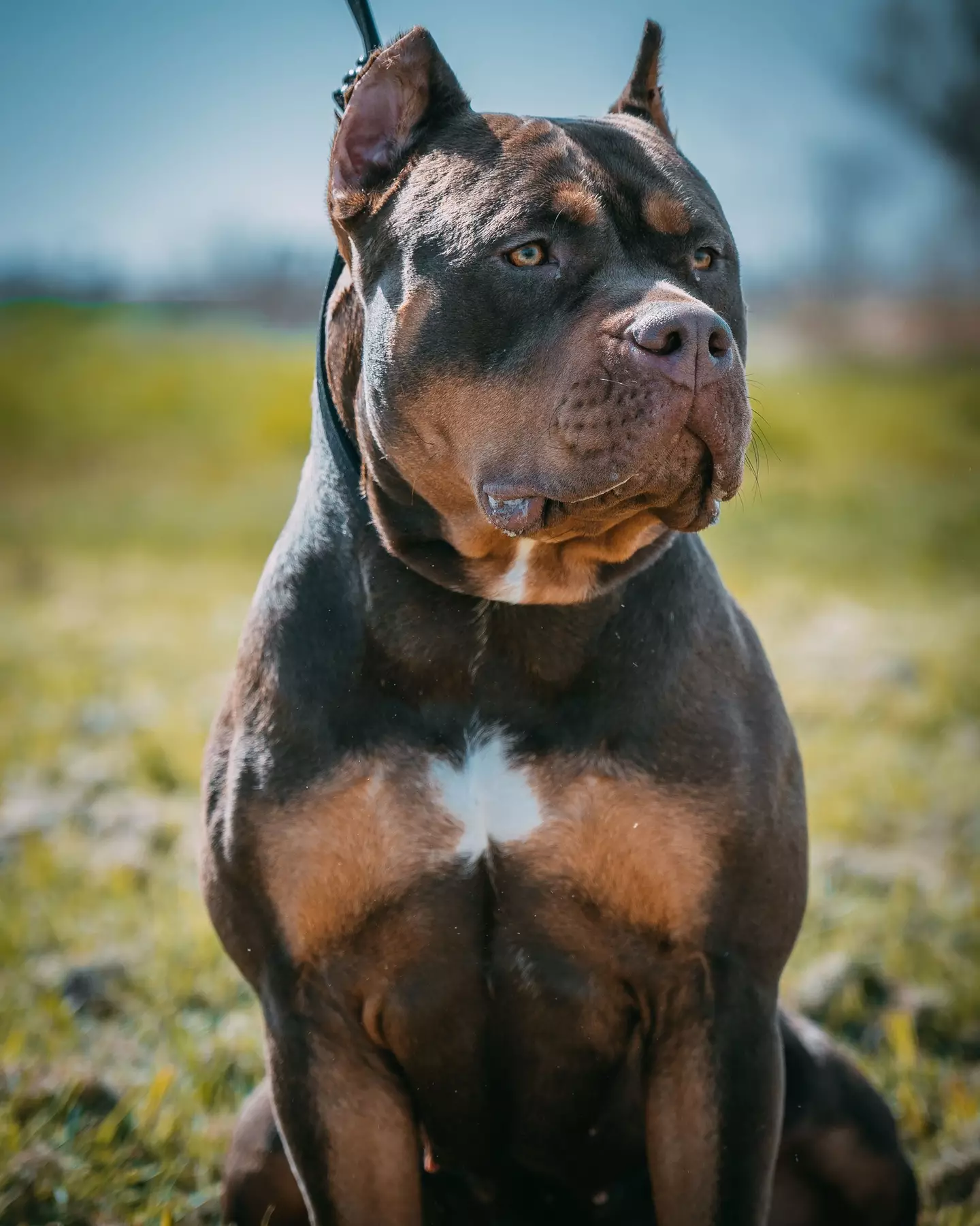 The XL bully breed has now officially been banned in England and Wales.