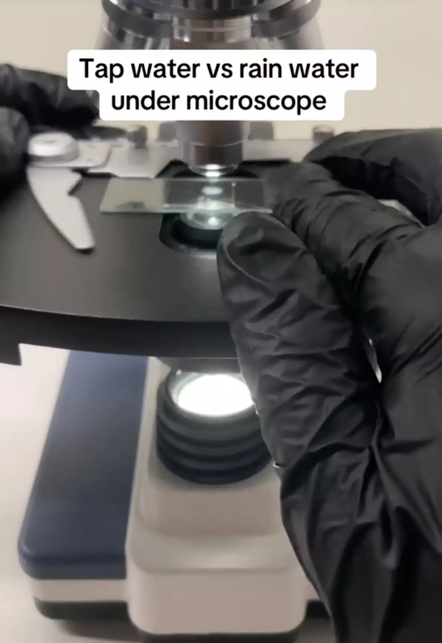 Do you think your water is free of weird creatures? (TikTok/ microscope.vision)