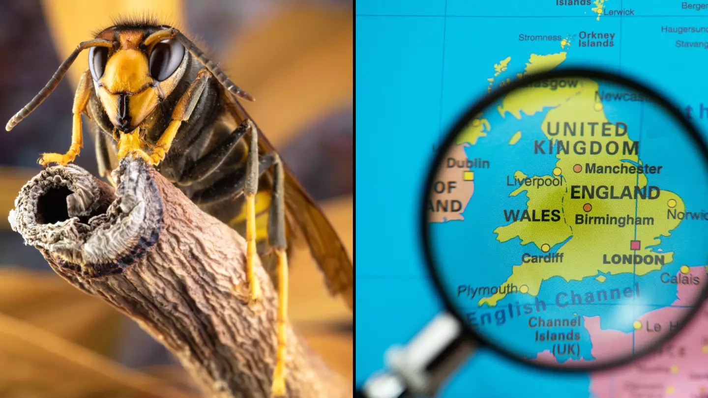 Area of the UK most likely to be hit by Asian Hornets as Brits put on alert