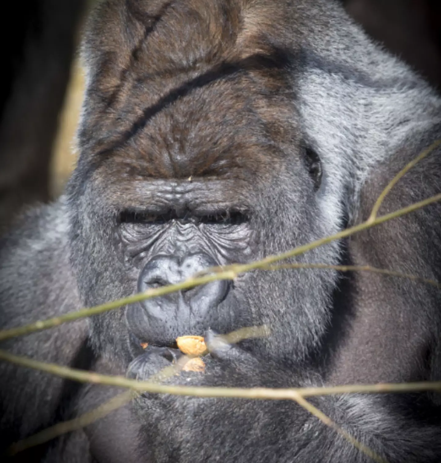Bokito the gorilla is known for his 2007 escape and attack at a zoo in Rotterdam. (JERRY LAMPEN/AFP/Getty Images)