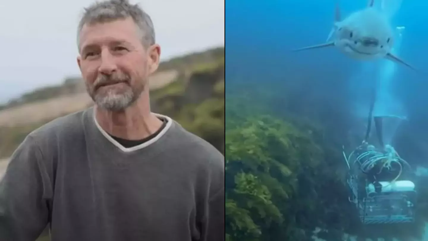 Diver explains near death experiences with deadly sharks and says you need to convince them to 'not eat you'