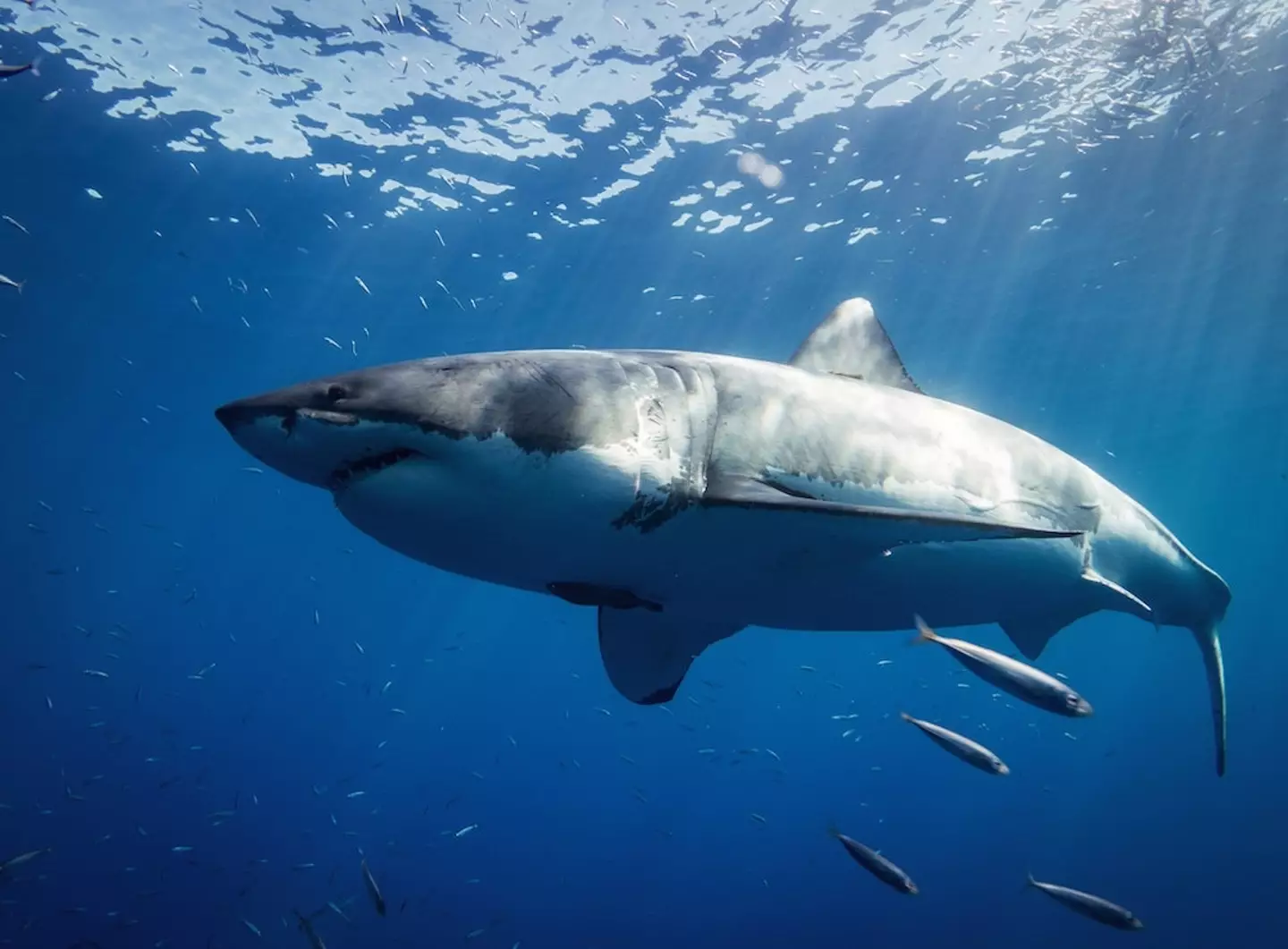 Shark experts analysed the bite marks and determined it was likely a great white.