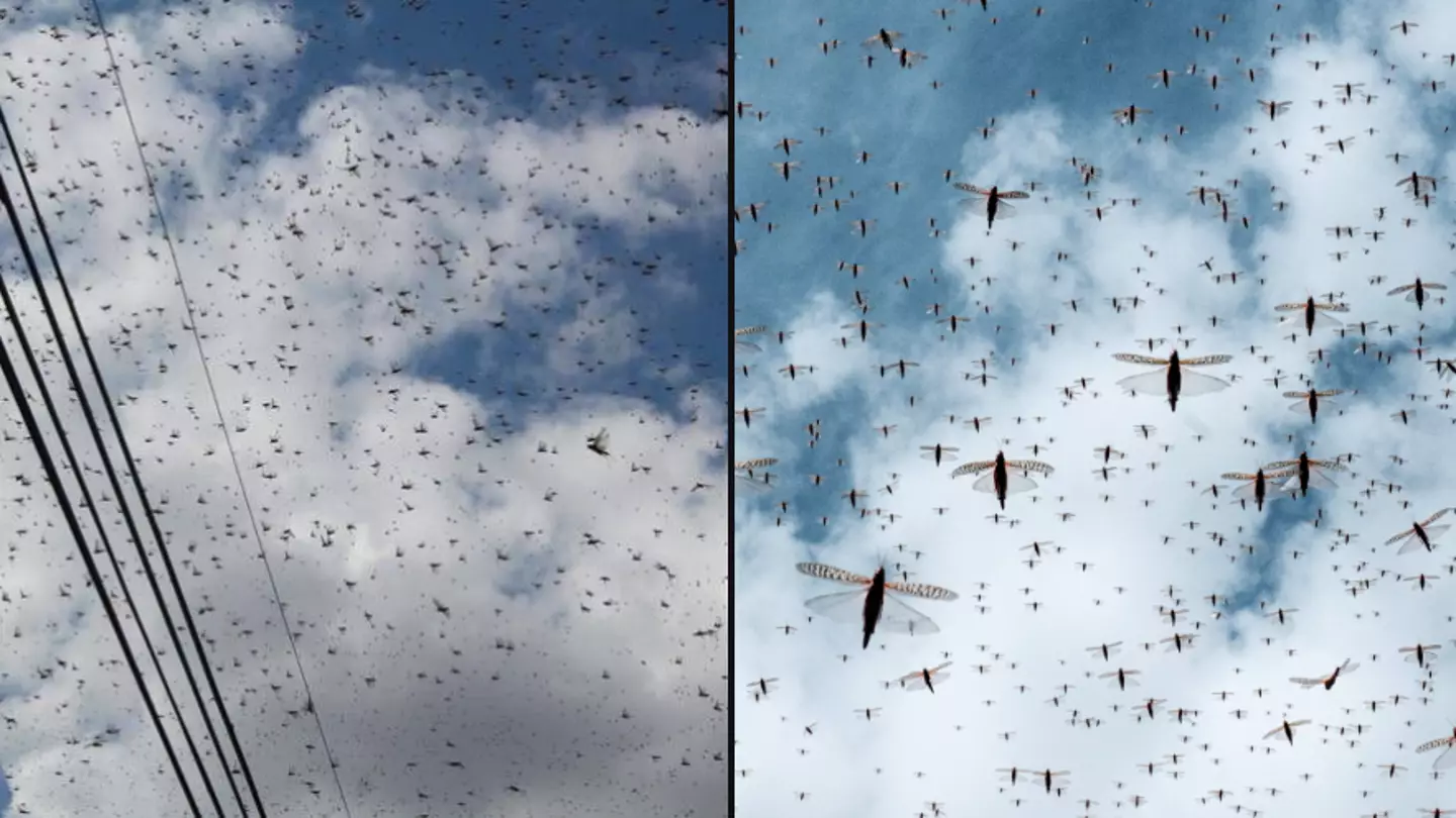 People fear they're in the 'apocalypse' as swarms of locusts fill sky